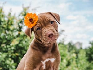 6 tips to get your dog ready for summer e1608416228558