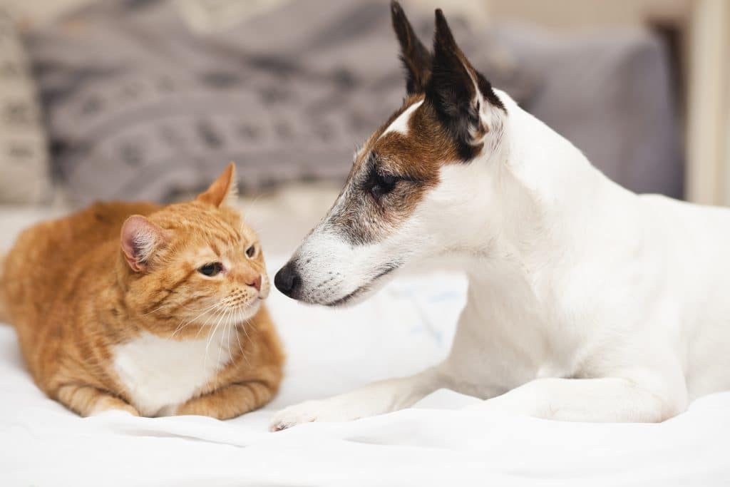 pet ownership what you can and cant do| pet ownership what you can and cant do