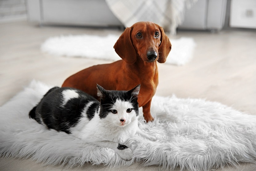a pet subject dont assume in strata developments| a pet subject dont assume in strata developments