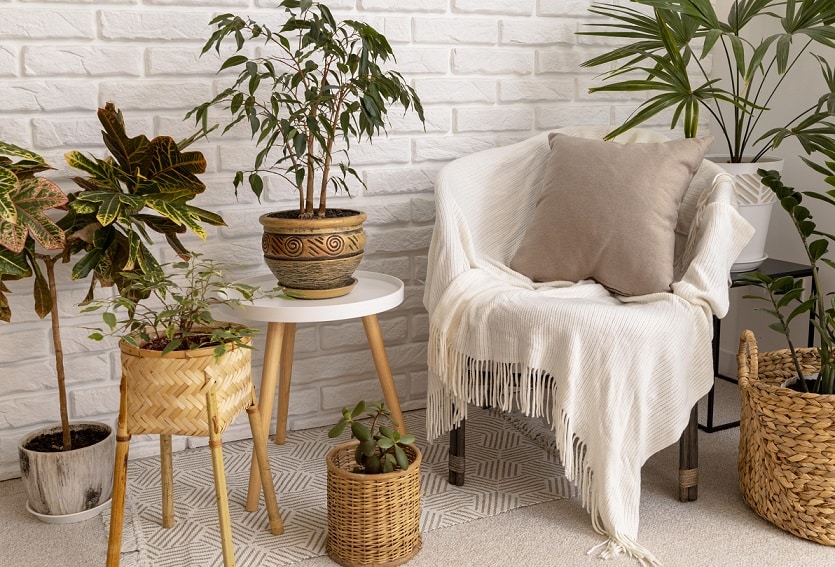 keeping it real how to tend to indoor plants | keeping it real how to tend to indoor plants